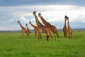I membri del parlamento (MP) del Kenia discutono la riduzione fiscale al 15%, a seguito delle pressioni del settore